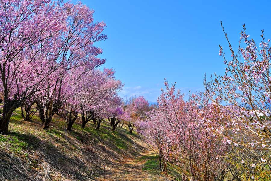 風景写真パネル 福島 平田 花木畑 桜 03 側面画像あり インテリア アートパネル パネル 写真 プレゼント ギフト お祝い 結婚 新築 誕生日 入学 卒業 ...