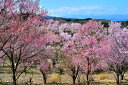 風景写真パネル 福島 平田 花木畑 桜 02 ボタニカル インテリア グラフィック アート ウォールデコ 癒やし オシャレ モダン 壁飾り 壁掛け 額要らず 模...