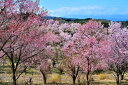 風景写真パネル 福島 平田 花木畑 桜 02 ボタニカル インテリア グラフィック アート ウォールデコ 癒やし オシャレ モダン 壁飾り 壁掛け 額要らず 模様替え 雰囲気作り 風水 リビング オフィス 玄関 FUK-HH-02-M25