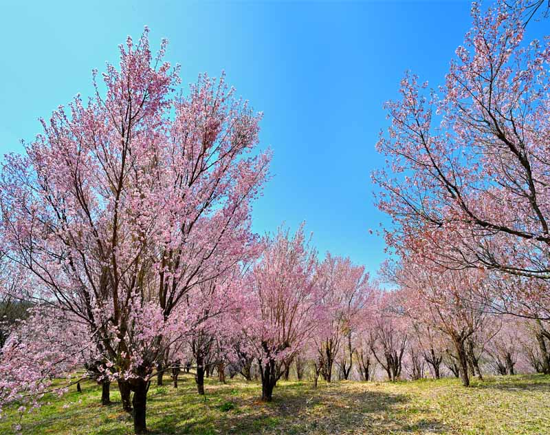 風景写真パネル 福島 平田 花木畑 桜 01 側面画像あり アートパネル インテリア ディスプレイ プレゼント ギフト お祝い 結婚 新築 誕生日 入学 卒業 ...
