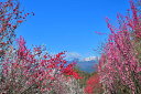 風景写真ポスター 福島 高倉山から 花桃と吾妻の雪うさぎ 01 インテリア 壁掛け 壁飾り 模様替え 雰囲気作り リビング ダイニング オフィス 玄関 PSHANA-14