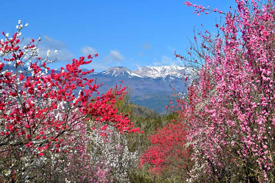 風景写真ポスター 福島 高倉山から 花桃と吾妻の雪うさぎ 02 インテリア 壁掛け 壁飾り 模様替え 雰囲気作り リビング ダイニング オフィス 玄関 PSHANA-15