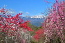 風景写真パネル 福島 高倉山から 花桃と吾妻の雪うさぎ 02 側面画像あり インテリア パネル 写真 春景色 壁掛け 壁飾り 模様替え 雰囲気作り 風水 リビング ダイニング オフィス 玄関 FUK-TKY-02-M20skm