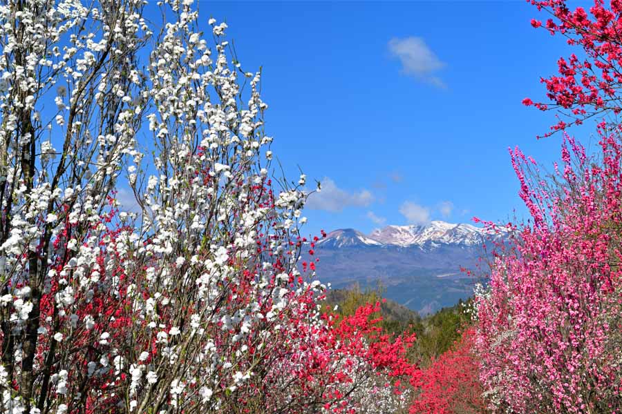 風景写真ポスター 福島 高倉山から 花桃と吾妻の雪うさぎ 03 インテリア 壁掛け 壁飾り 模様替え 雰囲気作り リビング ダイニング オフィス 玄関 PSHANA-16