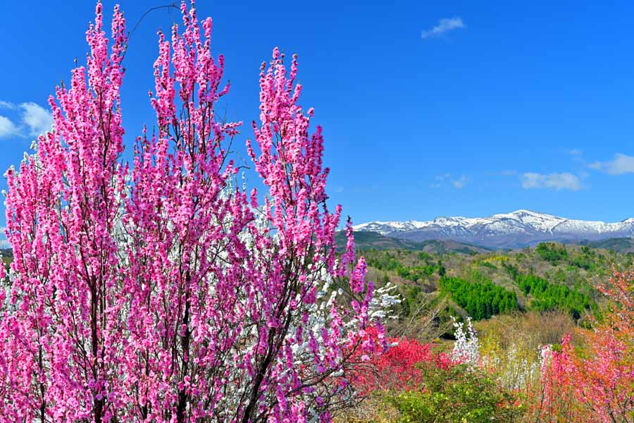 風景写真ポスター 福島 高倉山から 花桃と安達太良山 インテリア 壁掛け 壁飾り 模様替え 雰囲気作り リビング ダイニング オフィス 玄関 PSHANA-17