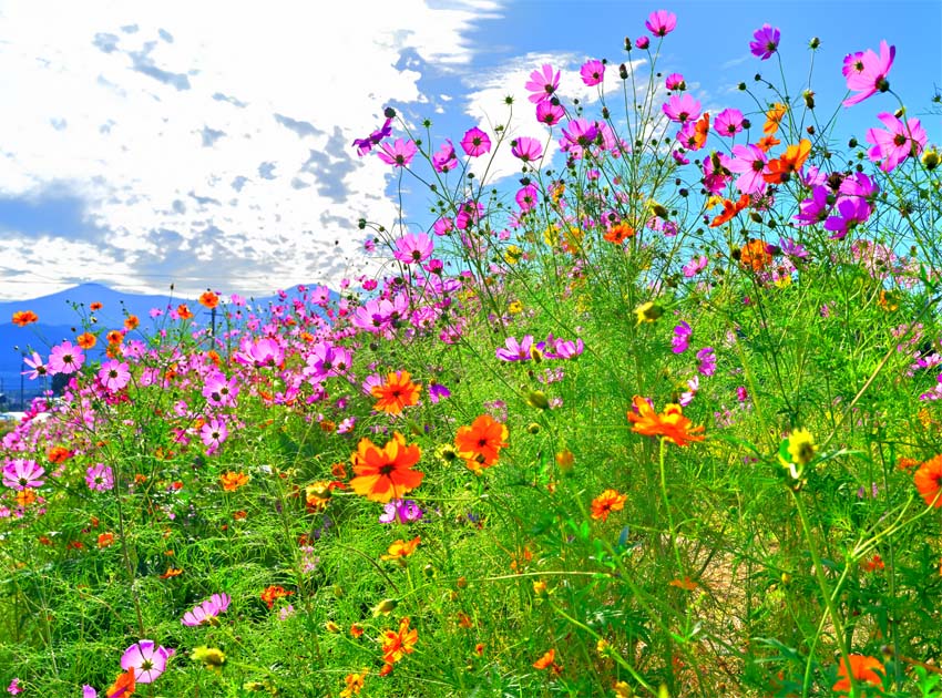 風景写真パネル 福島市 土船 鍛冶屋川 コスモス ボタニカル 花畑 解放感 癒やし おしゃれ インテリア アートパネル グラフィックアート ウォールデコ プレゼント ギフト 贈答品 返礼 お祝い 結婚 新築 引っ越し 出産 誕生日 入学 卒業 成人式 就職 年祝い 記念日 TK-KS-P25