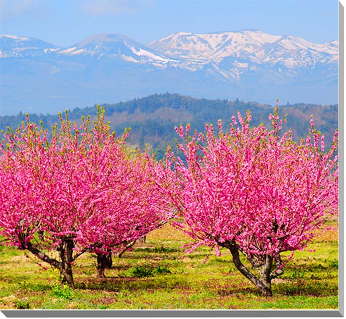 【平田 花木畑】 福島市の桜の名所のひとつ。美しい里山です。 枝垂れ桜や、天然記念物に指定されている桜をはじめ、花桃、梅、レンギョウや白木蓮、土佐水木など、春爛漫の世界が広がります。 【花桃】 花言葉は「気立ての良さ」「恋の虜」「恋の奴隷」...