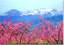 風景写真パネル 福島 平田 花木畑 花桃 側面画像あり アートパネル インテリア ウォールデコ ボタニカル パネル 写真 春 はなもも 景色 壁飾り 壁掛け 額要らず 模様替え 雰囲気作り 風水 旅の思い出 リフォーム 新築 リビング オフィス 玄関 ロビー FUK-009-P20skm