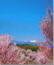 風景写真パネル 福島 平田 花木畑 桜 側面画像あり ボタニカル ウォールデコ アートパネル グラフィックアート インテリア 壁飾り 壁掛け 額要らず 模様替え...