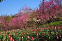 風景写真パネル 福島 桃源郷 花見山 ボタニカル 花 春 インテリア アートパネル パネル 写真 壁掛け 壁飾り 模様替え 雰囲気作り 風水 リビング ダイニング オフィス 玄関 FUK-176-B2