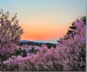 風景写真パネル 福島 平田 花木畑 夕日 桜 側面画像あり ボタニカル 写真 春 桜 さくら 景色 パネル インテリア 壁飾り 壁掛け 額要らず 模様替え 雰囲気作り リフォーム 新築 お祝い ギフト プレゼント FUK-001-F12skm