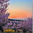 風景写真パネル 福島 平田 花木畑 桜と夕日 01 アートパネル インテリア ボタニカル 写真 春 桜 さくら パネル プレゼント ギフト 贈答品 返礼 お祝い 結婚 新築 誕生日 入学 卒業 成人式 記念日 壁飾り 壁掛け 額要らず 模様替え 雰囲気作り 風水 旅の思い出 FUK-002-S20