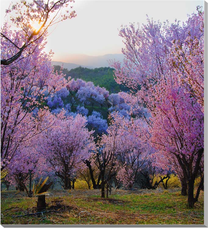 風景写真パネル 福島 平田 花木畑 桜と夕日 アートパネル インテリア ボタニカル 写真 春 桜 さくら 景色 パネル プレゼント ギフト 贈答品 返礼 お祝い 結婚 新築 誕生日 入学 卒業 成人式 記念日 壁飾り 壁掛け 額要らず 模様替え 雰囲気作り 風水 旅の思い出 FUK-003-S25