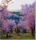 風景写真パネル 福島 平田 花木畑 桜と夕日 アートパネル インテリア ボタニカル 写真 春 桜 さくら 景色 パネル プレゼント ギフト 贈答品 返礼 お祝い 結婚 新築 誕生日 入学 卒業 成人式 記念日 壁飾り 壁掛け 額要らず 模様替え 雰囲気作り 風水 旅の思い出 FUK-003-S25