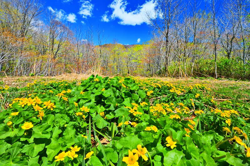 絶対一番安い 風景写真パネル 福島 土湯峠湿原遊歩道 リュウキンカ 立金花 07 送料無料 花のアートパネル ウォールアート 壁掛け 壁飾り 模様替え 雰囲気作り インテリア 写真 風景 自然 癒しfuk 462 M25 80 3 53cm 楽ギフ 包装 完売 Www Erkozkaya Com 絶対一番安い 風景写真パネル 福島 土湯峠湿原遊歩道 リュウキンカ 立金花 07 送料無料 花のアートパネル ウォールアート 壁掛け 壁飾り 模様替え 雰囲気作り インテリア 写真 風景 自然 癒しfuk 462 M25 80 3 53cm 楽ギフ 包装 完売 Www Erkozkaya Com