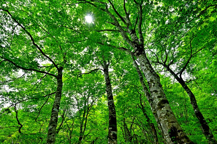 風景写真パネル 福島 土湯峠 ブナッ子路 03 ボタニカル 木漏れ日 森林浴 癒し インテリア プレゼント ギフト 贈答品 返礼 お祝い 結婚 新築 引っ越し ...