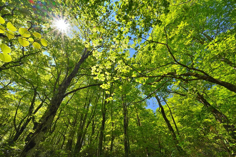 風景写真パネル 福島 土湯峠 ブナッ子路 04 木漏れ日 森林浴 アートパネル インテリア 壁掛け 壁飾り 模様替え 雰囲気作り 風水 リビング ダイニング オ...