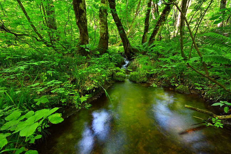 風景写真パネル 福島 裏磐梯 猫魔登り口 クリンソウ自生地 アートパネル パネル 写真 インテリア アートパネル プレゼント ギフト お礼 お祝い 結婚祝い 新...