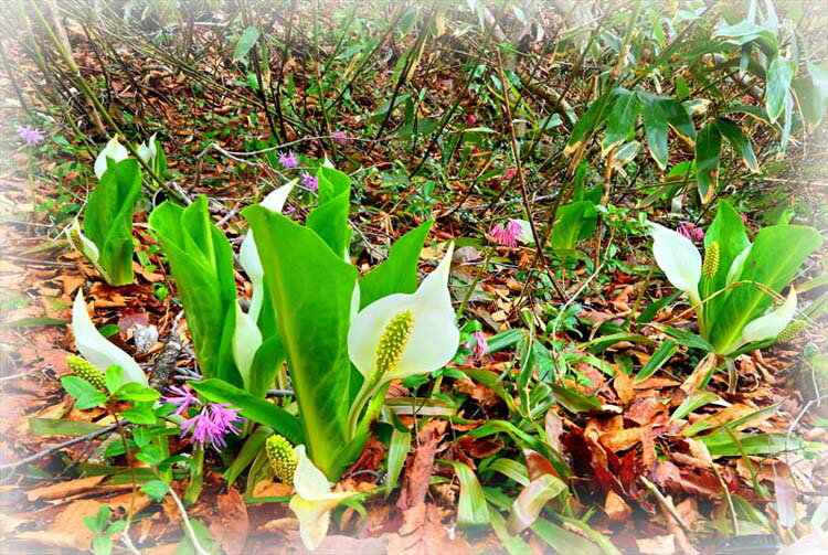 風景写真パネル 福島 土湯峠湿原遊歩道 水芭蕉とショウジョウバカマ パネル 風景 ミズバショウ インテリア プレゼント ギフト 贈答品 返礼 お祝い 結婚 新築...
