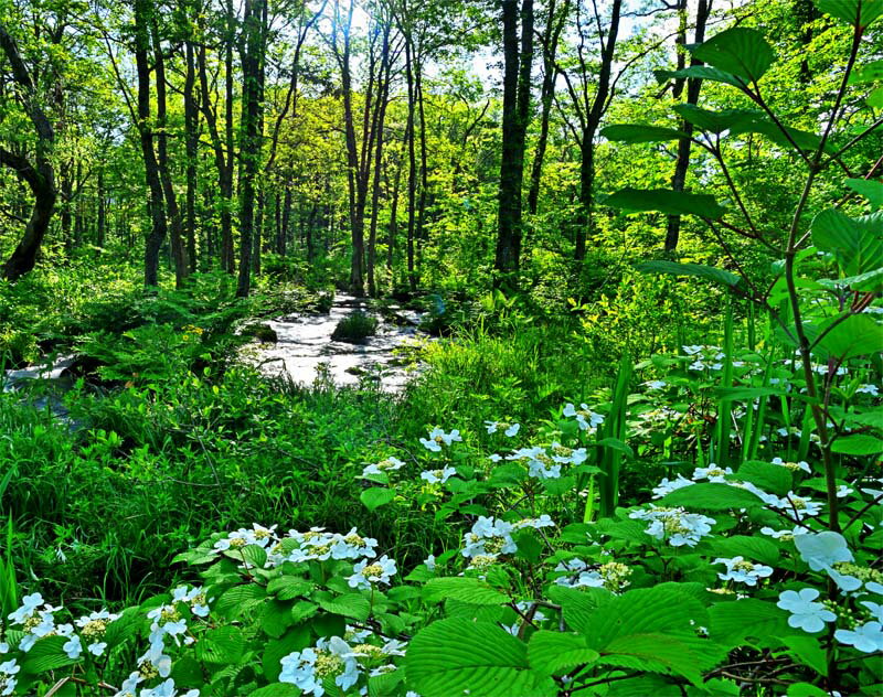 風景写真パネル 福島 裏磐梯 新緑の長瀬川 ヤブデマリとサワオグルマ 側面画像あり インテリア 額要らず 壁掛け 壁飾り 模様替え 雰囲気作り 風水 リビング ...