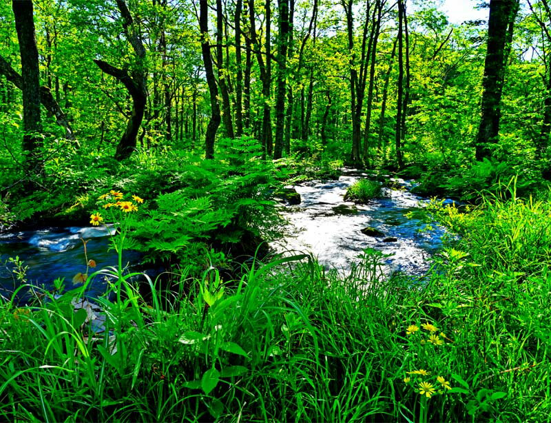 風景写真パネル 福島 猪苗代 長瀬川 サワオグルマ ボタニカル インテリア アートパネル グラフィック アート ウォールデコ 壁飾り 壁掛け 額要らず 模様替え...