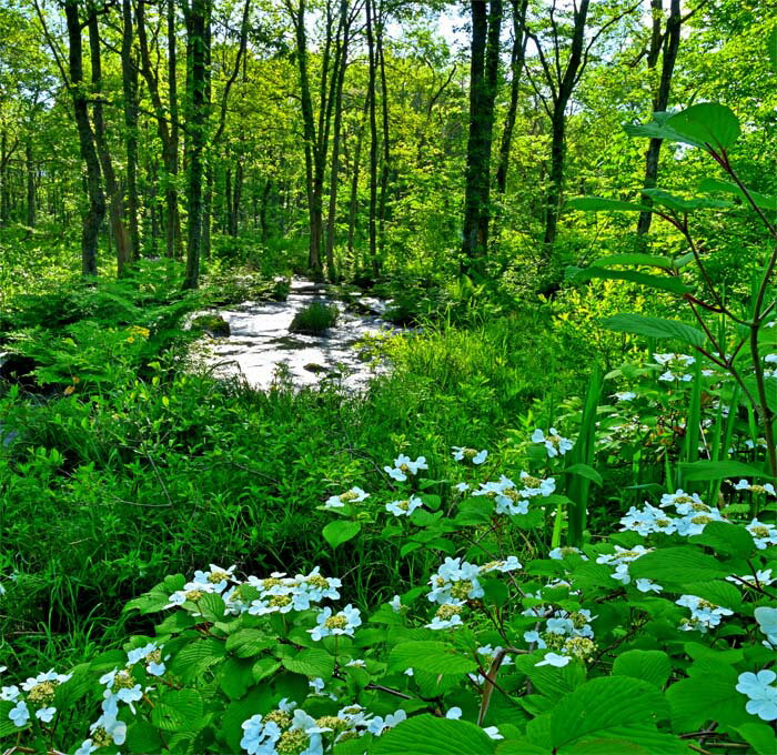 風景写真パネル 福島 裏磐梯 新緑の長瀬川 ヤブデマリとサワオグルマ 側面画像あり プレゼント ギフト お礼 お祝い 結婚 新築 誕生日 入学 卒業 成人 母の...