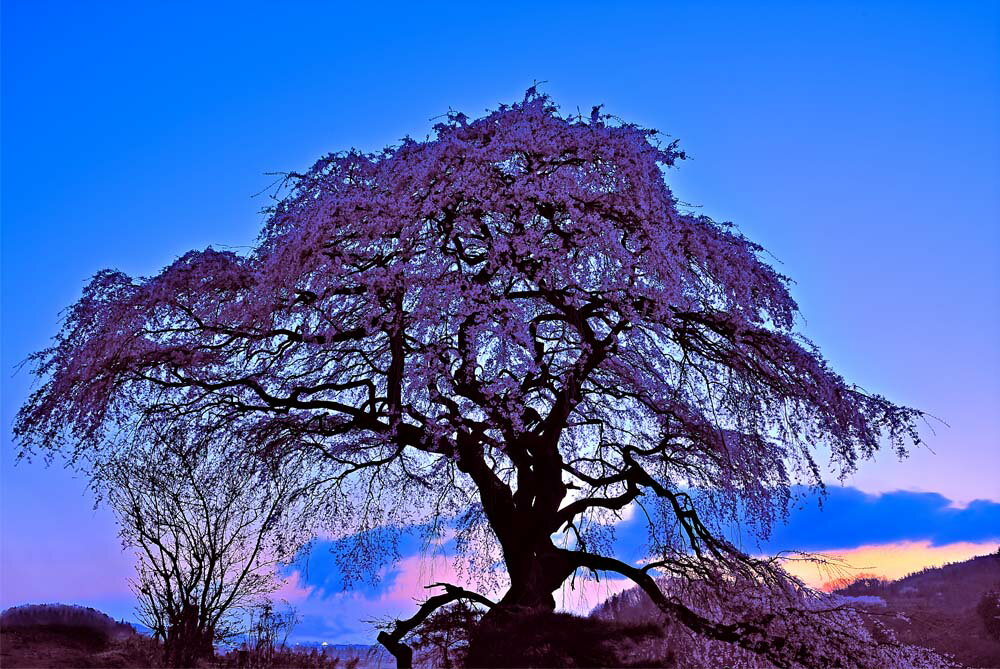 風景写真パネル 福島 平田 朝日 しだれ桜 側面画像あり 枝垂れ桜 さくら ボタニカル 花 写真 春 景色 パネル 大型 インテリア ギフト プレゼント お祝い 結婚 新築 出産 誕生日 成人式 母の日 父の日 FUK-171-M30skm