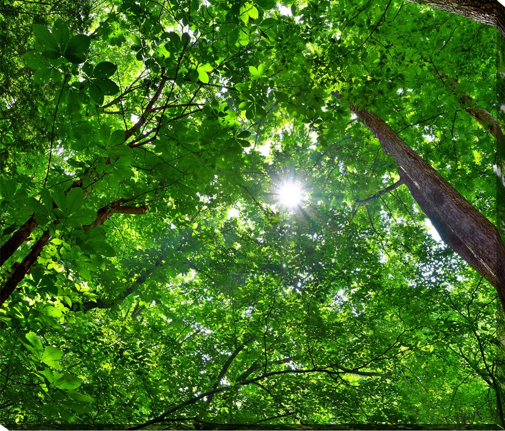 風景写真パネル 福島 猪苗代 達沢不動滝付近 木漏れ日 新緑と太陽 19 側面画像あり ボタニカル 太陽 木々 アートパネル インテリア ウォールデコ グラフィック パネル 写真 ギフト プレゼント お祝い 結婚 新居 出産 誕生日 入学 卒業 就職 年祝い 記念日 FDT-019-F25skm