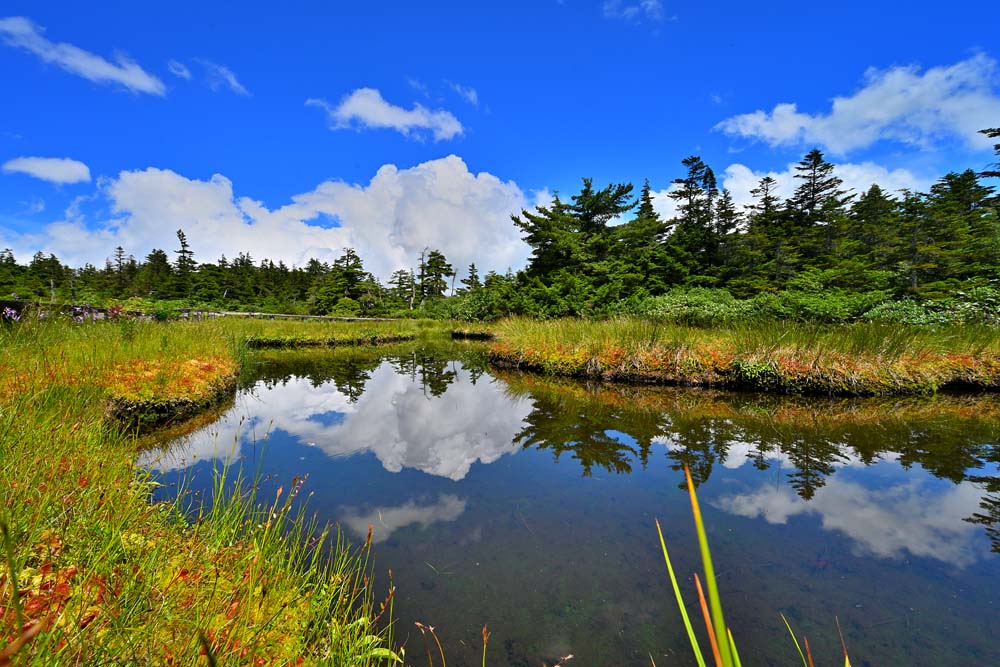 風景写真パネル 福島 吾妻山 兎平の湿原 05 アートポスター インテリア おしゃれ 癒やし 新緑 白い雲 高山植物 プレゼント ギフト お祝い 結婚 新築 誕...