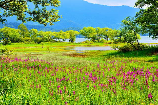 風景写真パネル 福島 裏磐梯に咲くミゾハギ アートパネル パネル 写真 インテリア 壁飾り 壁掛け 額要らず 模様替え 雰囲気作り 風水 玄関 リビング オフィス RAN-12-M25