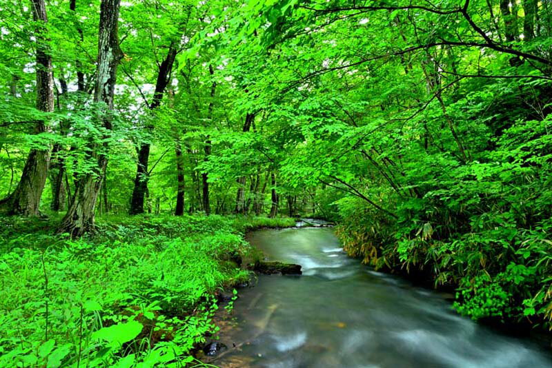 風景写真パネル 福島市 水林自然林 10 スローシャッターで撮影 アートパネル インテリア パネル ウォールアート 壁掛け 壁飾り 模様替え 雰囲気作り 風水 リビング オフィス 玄関 写真 風景 森林浴 風 自然 朝ドラ エール ドラマロケ地 撮影地 fuk-447-M25