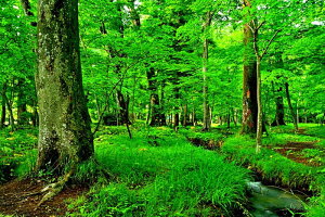 風景写真パネル 福島市 早朝の水林自然林と姫ツワブキ スローシャッター撮影 アートパネル ウォールアート インテリア 写真 風景 壁掛け 壁飾り 模様替え 雰囲気作り 森林浴 風 木漏れ日 自然 朝ドラ エール ドラマ ロケ地 撮影地 fuk-454-m25