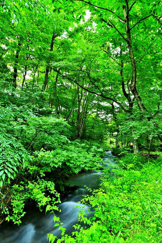 風景写真パネル 福島市 水林自然林 1スローシャッター撮影 インテリア パネル 写真 壁掛け 壁飾り 模様替え 雰囲気作り 風水 プレゼント ギフト お祝い 結...