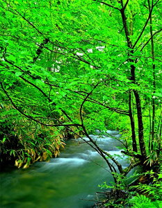 風景写真パネル 福島市 水林自然林 1 スローシャッター撮影 アートパネル ウォールアート インテリア 写真 風景 森林浴 風 木漏れ日 エゴノキ 山野草 自然 癒し 壁掛け 壁飾り 模様替え 雰囲気作り 風水 リビング オフィス 玄関 fuk-461-P15