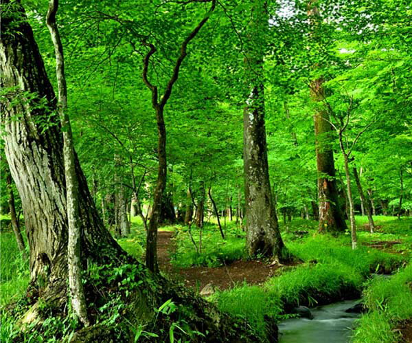 風景写真パネル 福島市 早朝の水林自然林 スローシャッター撮影 インテリア パネル 写真 プレゼント ギフト お祝い 結婚 誕生日 入学 卒業 成人 父の日 母...
