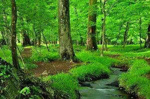 風景写真パネル 福島市 早朝の水林自然林と姫ツワブキ 側面画像あり スローシャッター撮影 インテリア アートパネル パネル 写真 風景 プレゼント お祝い 結婚祝い 新築祝い 引っ越し祝い 誕生日祝い 母の日 記念日 森林浴 風 木漏れ日 朝ドラ エール ロケ地 fuk-456-m20skm