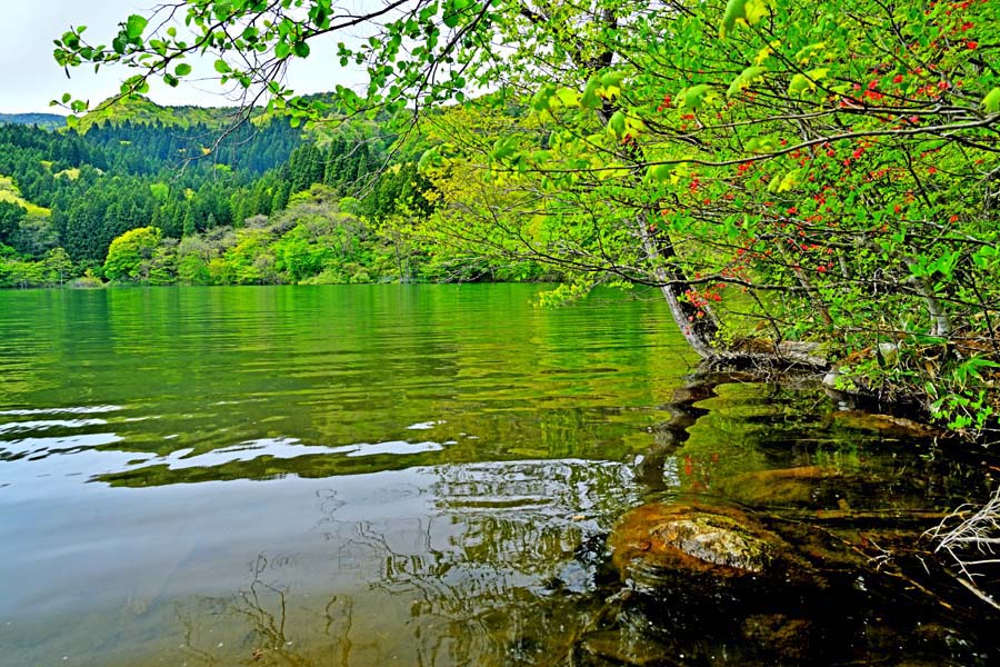 風景写真パネル 福島 土湯 女沼の新緑 ボタニカル インテリア アートパネル 写真 景色 パネル プレゼント ギフト お祝い 結婚祝い 新築祝い 引っ越し祝い ...