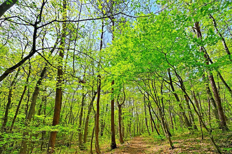 風景写真ポスター 福島 土湯 男沼へ新緑の登山道 02 花 ボタニカル インテリア アートポスター 写真 春 初夏 景色 ポスター プレゼント ギフト お祝い ...