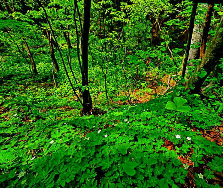 風景写真ポスター 福島 土湯 女沼への登山道の花 インテリア アートポスター 写真 春 初夏 景色 ポスター プレゼント ギフト お祝い 結婚祝い 新築祝い 引...