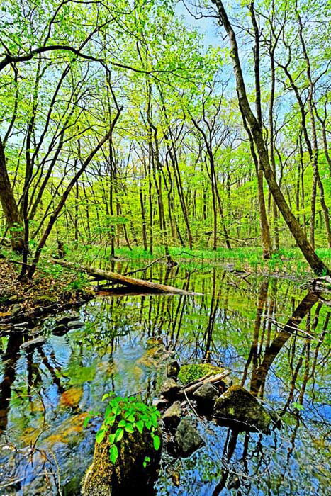 風景写真ポスター 福島 土湯 男沼へ新緑の登山道 01 花 ボタニカル インテリア アートポスター 写真 春 初夏 景色 ポスター プレゼント ギフト お祝い ...