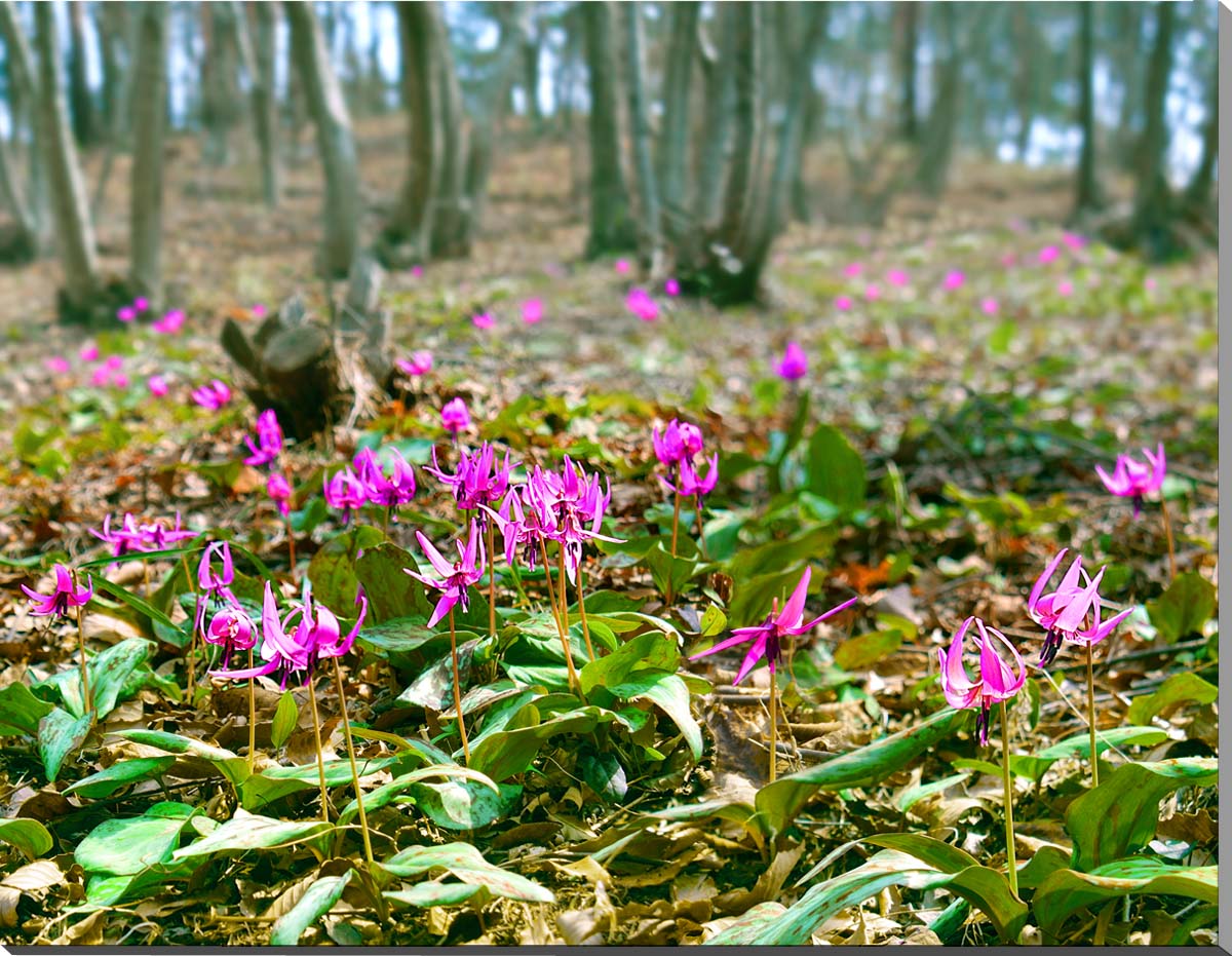 【「カタクリ山公園」】 八溝県立自然公園内にある、自然豊かな雑木林。 3月下旬～4月上旬、カタクリの花が山の斜面いっぱいに咲き競い、その規模は関東最大といわれています。 そのほかにこちらの公園では、ミズバショウ、ショウジョウバカマ、ザゼンソウなど、多くの山野草が見られます。 【カタクリ】 ユリ科の多年草で、球根からは片栗粉が作られます。 花言葉は「初恋」「寂しさに耐える」 ■サイズ ：53×41cm×厚さ2.5cm　（P10） 　　　　　　サイズ変更できます。 ■重　さ：約500g 壁に負担がかかりません ◆風景写真パネルの説明 丈夫で耐久性に優れ、表面が滑らかな光沢ある高級写真用紙を使っていますので、風景が綺麗に仕上がります。 見た目が鏡面仕上で高級感があります。 表面に触れないでください。気を使った扱いが必要です。 ◆写真パネルの発送は ご注文から、2〜3営業日以内に発送。 特注サイズは、10営業日以内に発送致します。◆風景写真パネル 栃木県 那須 那珂川町 「カタクリ山公園」◆ ◆風水では絵画より写真を飾る方が、効果が高いと言われます。 ◆絵画と異なり、リーズナブルな料金でスペースを飾ることができ、その景色を臨場感たっぷりに感じることができます。 【飾り方と用途】 写真の大きさに比較して軽く仕上がりますので、壁に負担がかからず、付属の画鋲2ヶで簡単に壁に掛けることができ、スマートに飾れます。 裏面の丁寧な始末で金属の露出を無くし、壁にキズやサビの付着が無いようにしてあります。 オフィスのアクセント、リビングや玄関のインテリアとして、癒やしの空間、お部屋の雰囲気作りに、また旅の思い出として飾ってください。 おしゃれなインテリアアートとして、お祝い、ギフトにもお薦めです。 また、新築や引っ越しのお祝い、入学や卒業のお祝い、成人式やご結婚、お誕生日のプレゼント、クリスマスプレゼントなど、各種ギフト用品として幅広くお使いください。きっと喜んでいただけることでしょう。 パソコンのモニターの色と、実際の商品の色が多少異なることがあります。