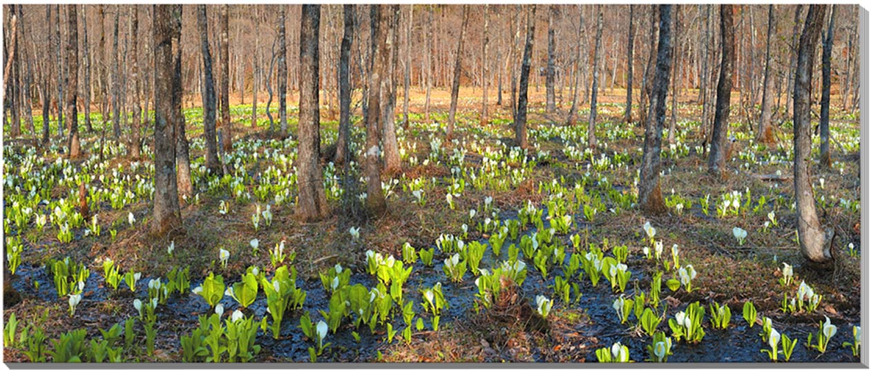 【仁田沼（にだぬま）】 土湯温泉町にある、水芭蕉の群生地として有名な観光スポット。 毎年4月中旬～下旬には、10万株もあるといわれる可憐な白い花で、辺り一面が埋め尽くされます。 沼の周りには木道が設置されています。一周約20分ですので、気分をリフレッシュするにもちょうどいい距離かもしれません。 【ミズバショウ（水芭蕉）】 名前の由来：葉が芭蕉の葉に似ている、水辺に咲く植物ということからきているといわれています。 花言葉：「美しい思い出」「変わらぬ美しさ」 ◆サイズ ：90×40×厚さ2.4cm ◆重　さ ： 約950g 壁に負担がかかりません ◆壁取付金具付き ◆風景写真パネルの説明 丈夫で耐久性に優れ、表面が滑らかな光沢ある高級写真用紙を使っていますので、風景が綺麗に仕上がります。 見た目が鏡面仕上で高級感があります。 表面に触れないでください。気を使った扱いが必要です。 ◆写真パネルの発送は ご注文から、2〜3営業日以内に発送。 特注サイズは、10営業日以内に発送致します。◆風景写真パネル 福島 土湯 仁田沼 （にだぬま） 水芭蕉◆ ◆風水では絵画より、写真を飾る方が効果が高いと言われます。 ◆絵画と異なりリーズナブルな料金で飾ることができ、その景色を臨場感たっぷり感じていただくことができます。 【飾り方と用途】オフィス、リビングや玄関のインテリアに、癒しの空間やお部屋の雰囲気作りに、また旅の思い出として飾ってください。 おしゃれなインテリアアートとして、お祝い、プレゼント、ギフトにもお薦めです。新築や引っ越しのお祝い、入学や卒業のお祝い、成人式やご結婚、お誕生日のプレゼント、クリスマスプレゼントなどの品として幅広くご利用ください。 パソコンのモニターの色と、実際の商品の色が多少異なることがあります。