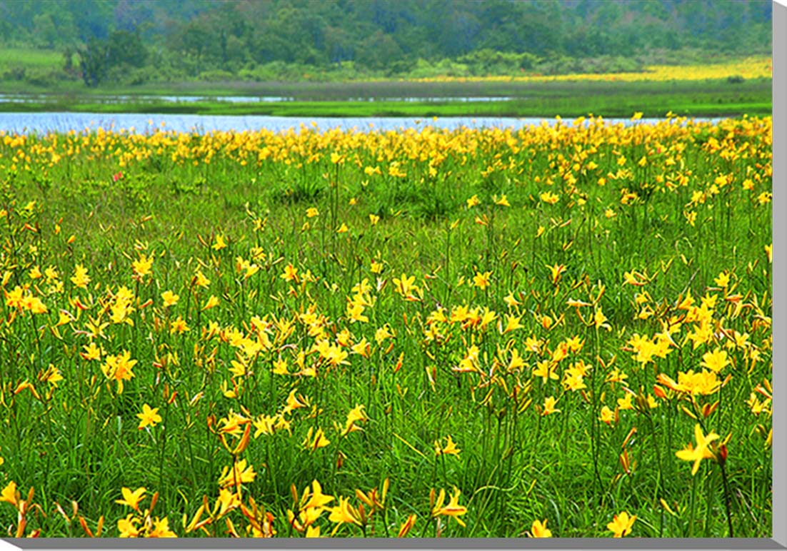 風景写真パネル 福島 会津 雄国沼湿原 ニッコウキスゲ ボタニカル インテリア アートパネル パネル 写真 プレゼント ギフト お祝い 結婚祝い 新築祝い 引っ...