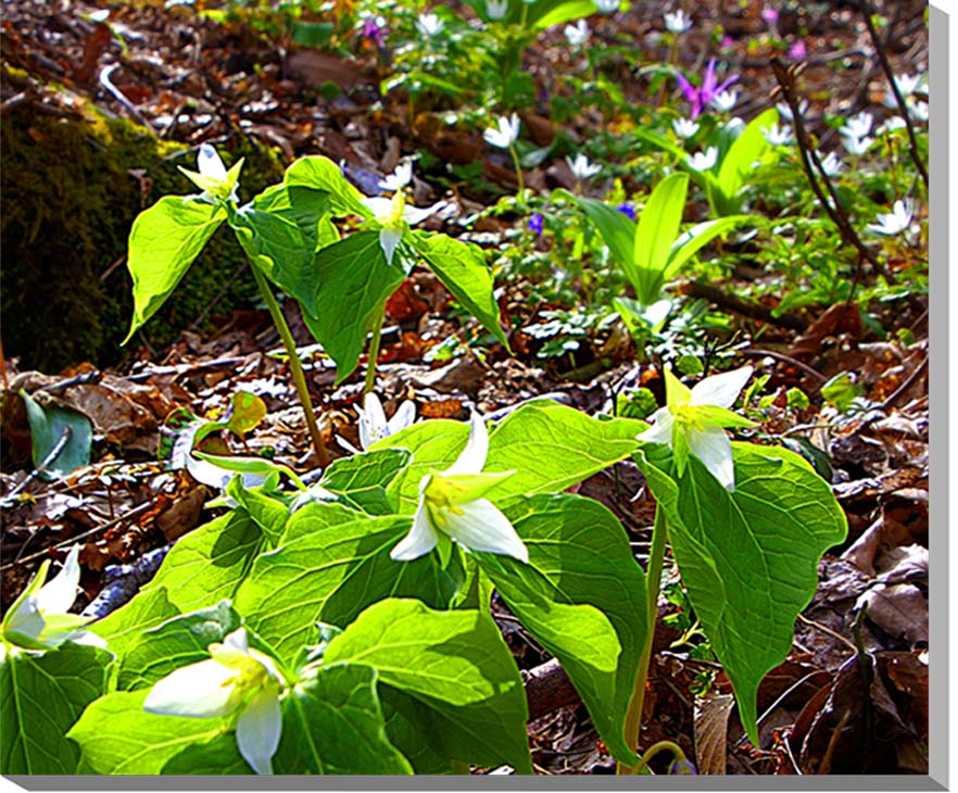 風景写真パネル 福島 土湯 男沼 エンレイソウ ボタニカル アートパネル インテリア 写真 花 景色 パネル プレゼント ギフト お祝い 結婚祝い 新築祝い 引...