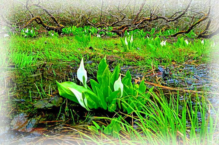 ◆美しい新緑と水芭蕉の風景写真をパネルにしました。 　最高級の素材とプロの確かな技術で、お部屋に居ながらにして、福島への旅気分、山の空気感を味わってください。 【土湯峠湿原遊歩道】 土湯峠温泉郷にある鷲倉温泉から、約40～1時間で一回りできる約2kmの遊歩道が整備されています。 きれいな空気と美しい自然。ハイキングやウォーキングを楽しむには絶好の場所です。 5月中旬頃には、ミズバショウやリュウキンカの花々が、訪れる人々の目を楽しませてくれます。 【ミズバショウ（水芭蕉）】 名前の由来：葉が芭蕉の葉に似ている、水辺に咲く植物ということからきているといわれています。 花言葉：「美しい思い出」「変わらぬ美しさ」 ◆サイズ ： 60.6×41×厚さ2.4cm（M12） ◆重　さ ： 約700g 壁に負担がかかりません 　　 サイズ変更できます。ご購入手続きにお進みになって、ご希望をご記入ください。 ◆壁取付金具付き ◆風景写真パネルの説明 丈夫で耐久性に優れ、表面が滑らかな光沢ある高級写真用紙を使っていますので、風景が綺麗に仕上がります。 見た目が鏡面仕上で高級感があります。 表面に触れないでください。気を使った扱いが必要です。 ◆写真パネルの発送は ご注文から、2〜3営業日以内に発送。 特注サイズは、10営業日以内に発送致します。◆風景写真パネル 福島 土湯峠湿原遊歩道 水芭蕉と新緑 05◆ ◆風水では絵画より、写真を飾る方が効果が高いと言われます。 ◆絵画と異なりリーズナブルな料金で飾ることができ、その景色を臨場感たっぷり感じていただくことができます。 【飾り方と用途】オフィス、リビングや玄関のインテリアに、癒しの空間やお部屋の雰囲気作りに、また旅の思い出として飾ってください。 おしゃれなインテリアアートとして、お祝い、プレゼント、ギフトにもお薦めです。新築や引っ越しのお祝い、入学や卒業のお祝い、成人式やご結婚、お誕生日のプレゼント、クリスマスプレゼントなどの品として幅広くご利用ください。 パソコンのモニターの色と、実際の商品の色が多少異なることがあります。