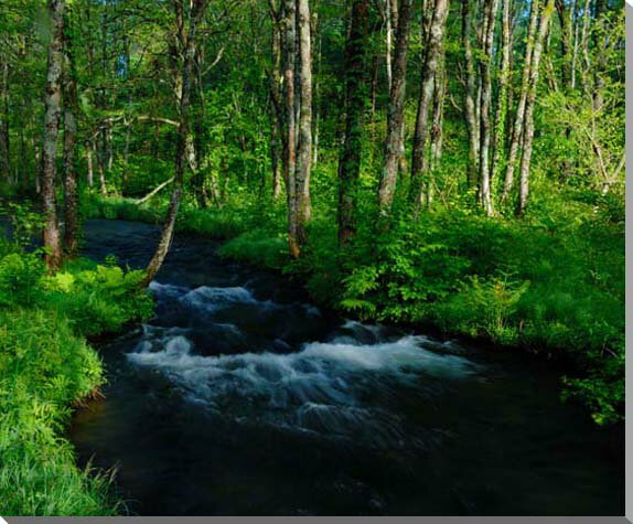【長瀬川】 磐梯高原の水を集め、ハンノキの森を抜けて猪苗代湖に注ぎ込みます。 その美しさは、奥入瀬渓谷に似た雰囲気があります。 新緑の美しい季節は、光が降り注ぎ明るさが感じられますが、7月頃には差し込む光が少なくなるほどに、緑が濃くなります。 ■サイズ ：80.3×65.2.×厚さ2.4cm (F25) ■重　さ ：約1.2kg　壁に負担がかかりません。 ■取付金具付き ◆風景写真パネルの説明 丈夫で耐久性に優れ、表面が滑らかな光沢ある高級写真用紙を使っていますので、風景が綺麗に仕上がります。 見た目が鏡面仕上で高級感があります。 表面に触れないでください。気を使った扱いが必要です。 ◆写真パネルの発送は ご注文から、2〜3営業日以内に発送。 特注サイズは、10営業日以内に発送致します。風景写真パネル 福島 裏磐梯 新緑の長瀬川 ◆風水では絵画より、写真を飾る方が効果が高いと言われます。 ◆絵画と異なり、リーズナブルな料金でスペースを飾ることができ、その景色を臨場感たっぷりに感じることができます。 【飾り方と用途】 写真の大きさに比較して軽く仕上がりますので、壁に負担がかからず、付属のフック2ヶで簡単に、スマートに飾れます。 裏面の丁寧な始末で、金属の露出を無くし壁にキズやサビの付着が無いようにしてあります。 オフィスのアクセント、リビングや玄関のインテリアとして、癒やしの空間、お部屋の雰囲気作りに、また旅の思い出として飾ってください。 額装して壁掛けインテリアにもおすすめです。 おしゃれなインテリアアートとして、お祝い、ギフトにもお薦めです。 新築や引っ越しのお祝い、入学や卒業のお祝い、成人式やご結婚、お誕生日のプレゼント、クリスマスプレゼントなど、各種ギフト用品として幅広くお使いください。きっと喜んでいただけることでしょう。 パソコンのモニターの色と、実際の商品の色が多少異なることがあります。