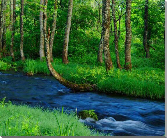 【長瀬川】 磐梯高原の水を集め、ハンノキの森を抜けて猪苗代湖に注ぎ込みます。 その美しさは、奥入瀬渓谷に似た雰囲気があります。 【撮影後記】 撮影したのは6月初旬。 新緑の頃は林の中に光が差し込んで美しい風景が見られますが、7月になると緑が...