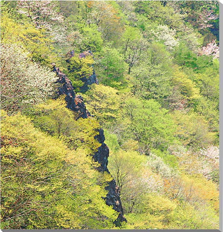 風景写真パネル 福島 伊達市 春の霊山 インテリア アートパネル パネル 写真 プレゼント ギフト お祝い 結婚祝い 新築祝い 引っ越し祝い 誕生日祝い 母の日...