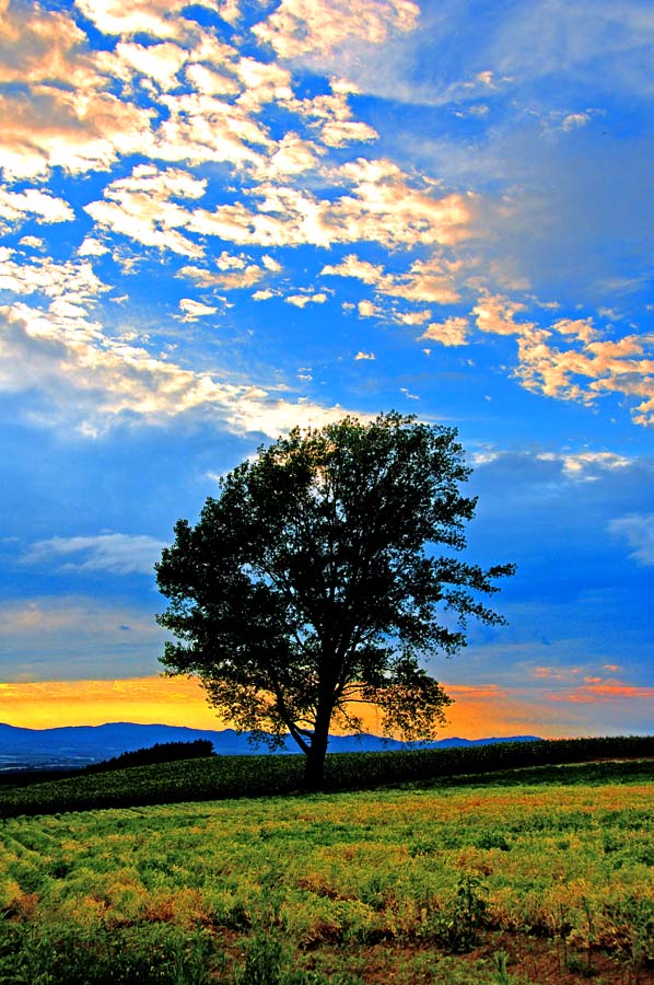 風景写真パネル 北海道 美瑛 夕暮れの哲学の木 解放感 癒やし オシャレ インテリア 壁掛け 壁飾り 模様替え 雰囲気作り アートパネル グラフィックアート ウ...