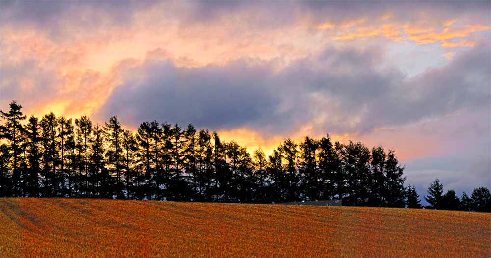 風景写真パネル 北海道 美瑛 赤麦の丘 朝焼け インテリア アートパネル ウォールデコ グラフィックアート お祝い 結婚 出産 入学 卒業 誕生日 新築 引っ越し 記念日 プレゼント ギフト 壁飾り 壁掛け 額要らず 模様替え 雰囲気作り リビング オフィス 玄関 HOK-148